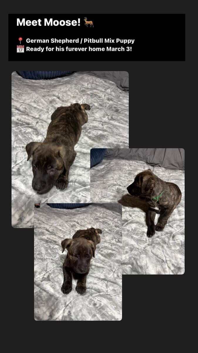 German Shepard/ pit bull puppies image 3