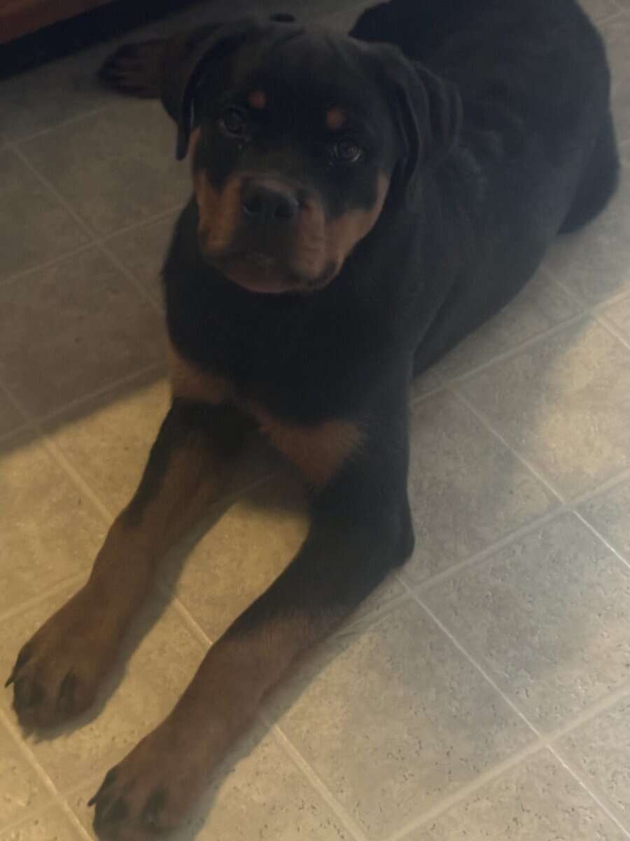AKC German Rottweiler image 3