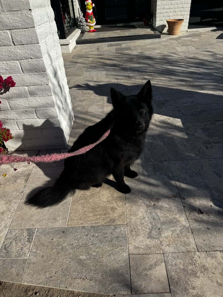 Black German shepherd (Zoe) image 1