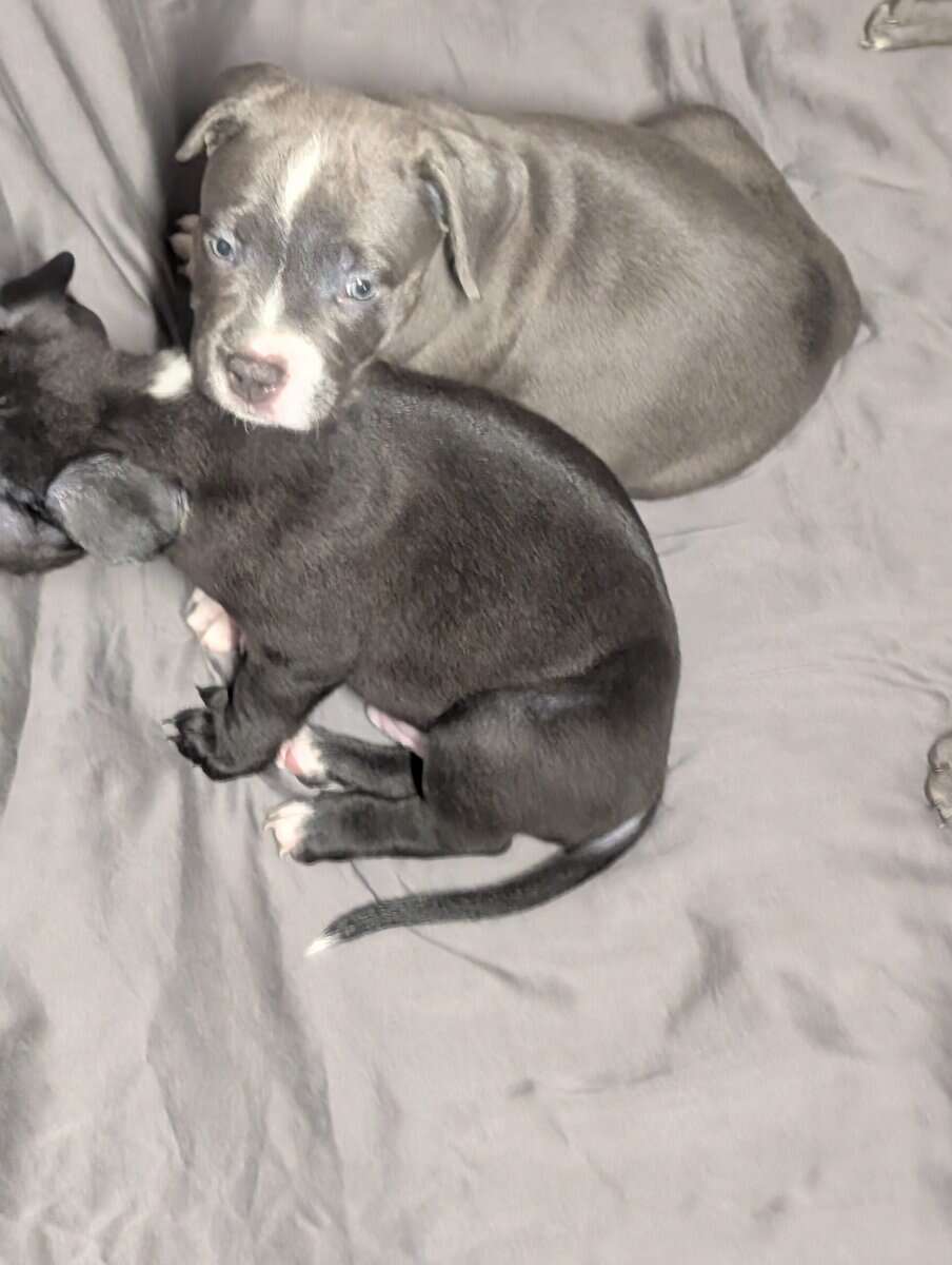American Pitbull Terrier Puppies image 4