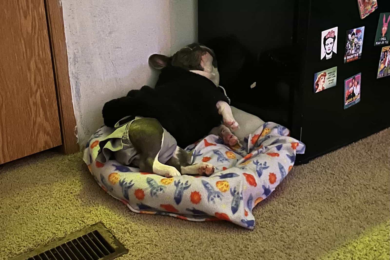 1 YR Female French Bulldog image 2