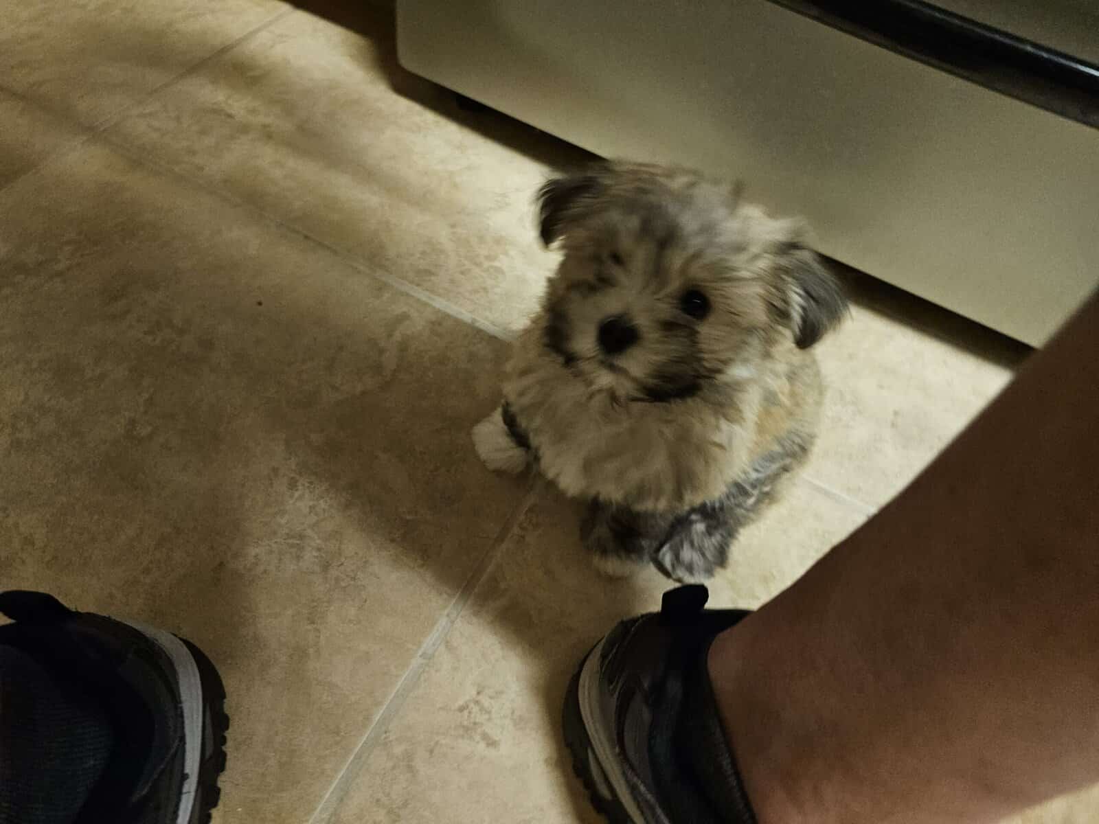 Female Havanese Puppy for Sale image 2
