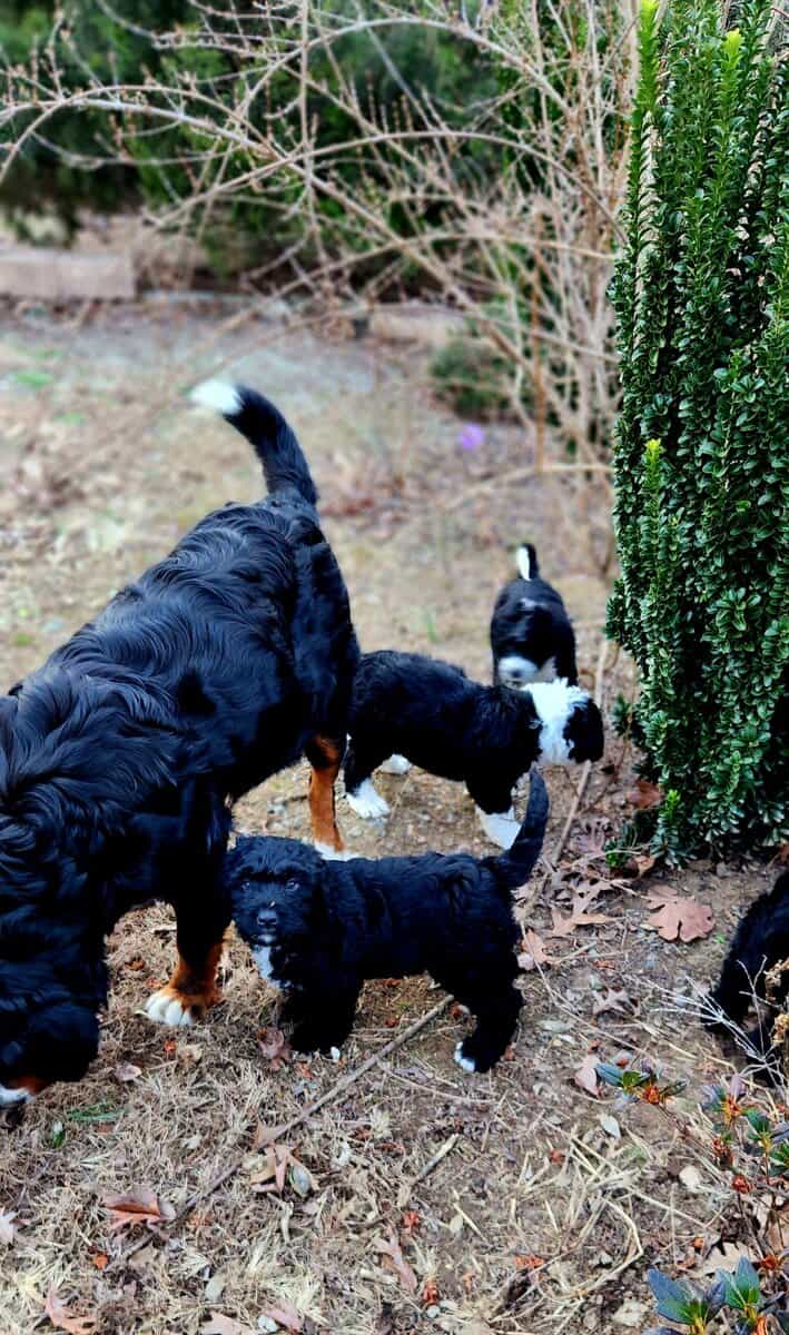 Bernedoodle F1 Puppies image 8
