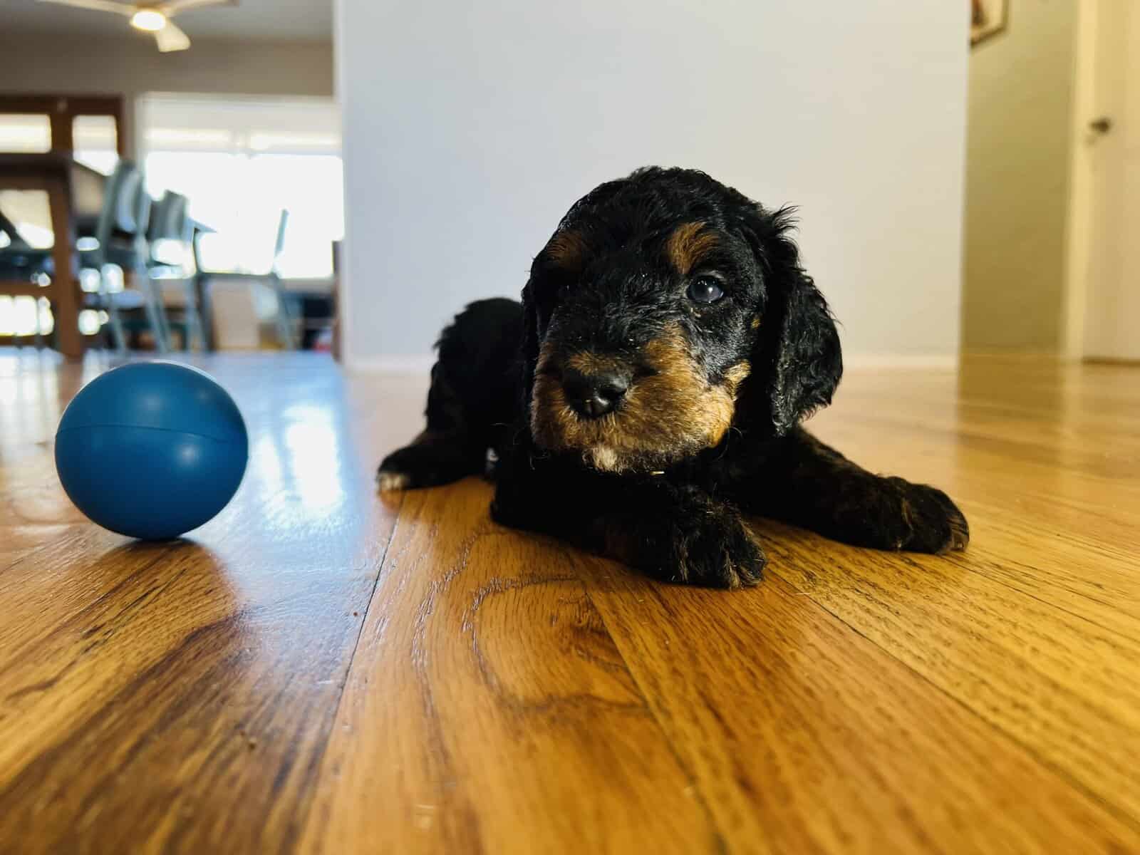 Bernedoodles F1b Southwest image 3