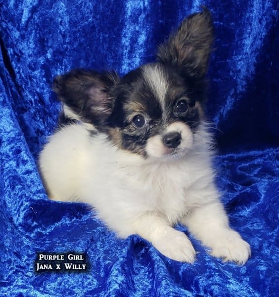AKC Papillon puppies image 5