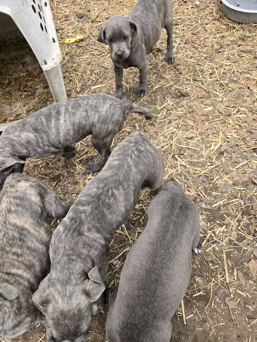 Beautiful Cane corso image 1