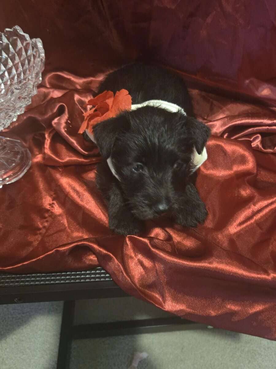 A.K.C Scottish Terroirs Puppis in TX 1 Boy 3 girls image 18