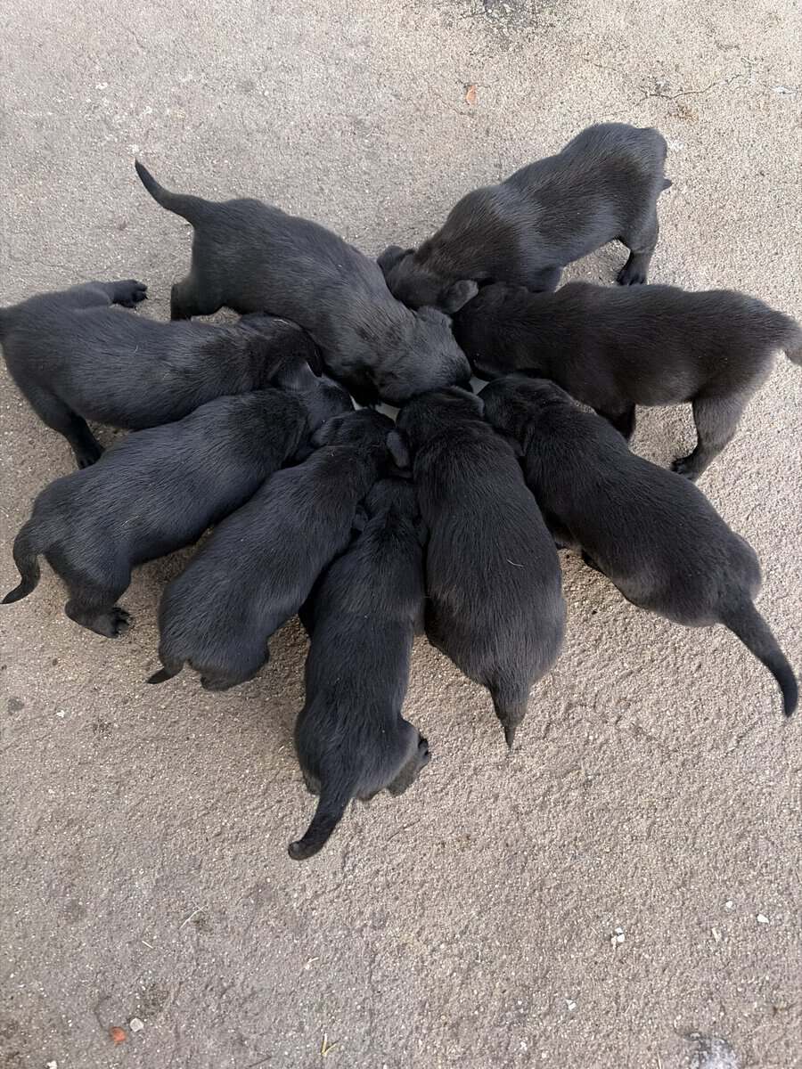 Cute black lab puppies image 1