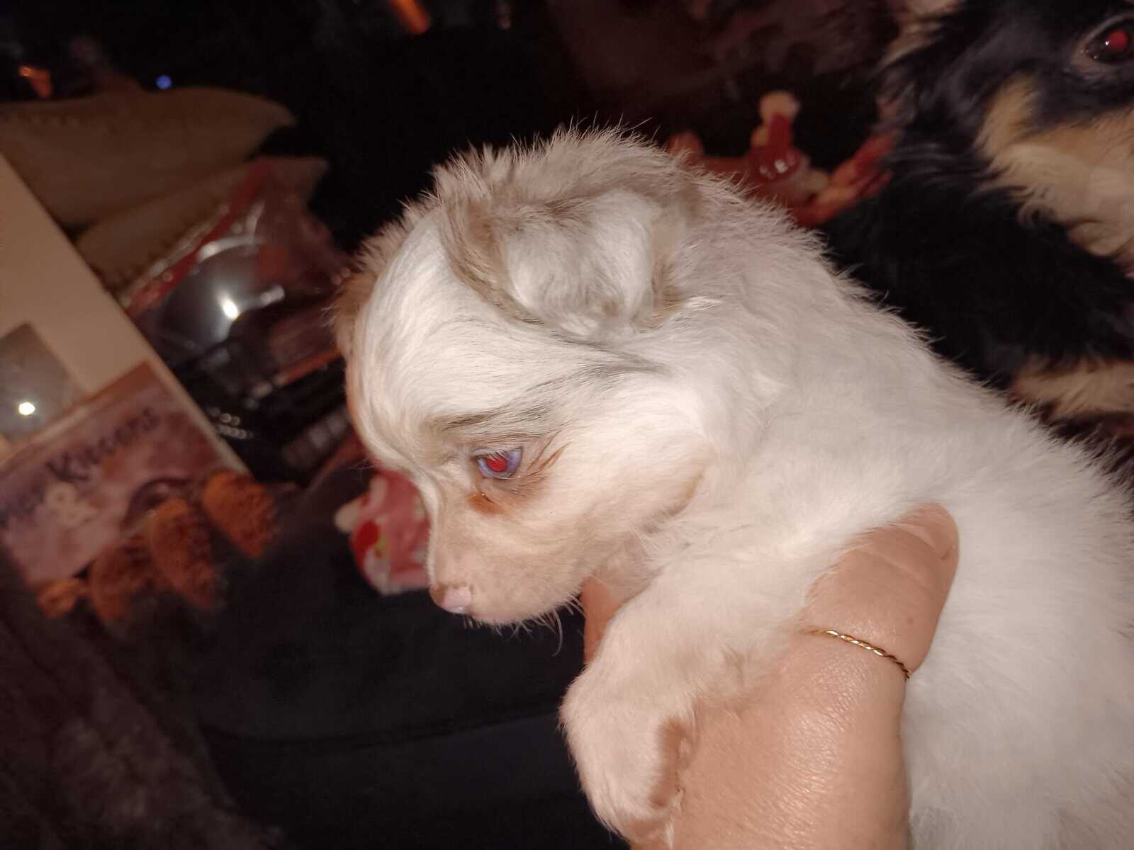 Long Coat Chihuahua Boy Ready to Go! image 2