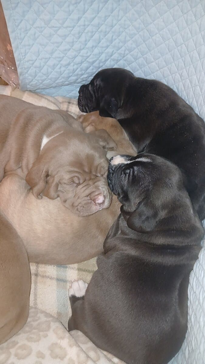 PUPPIES♡♡♡♡ image 1