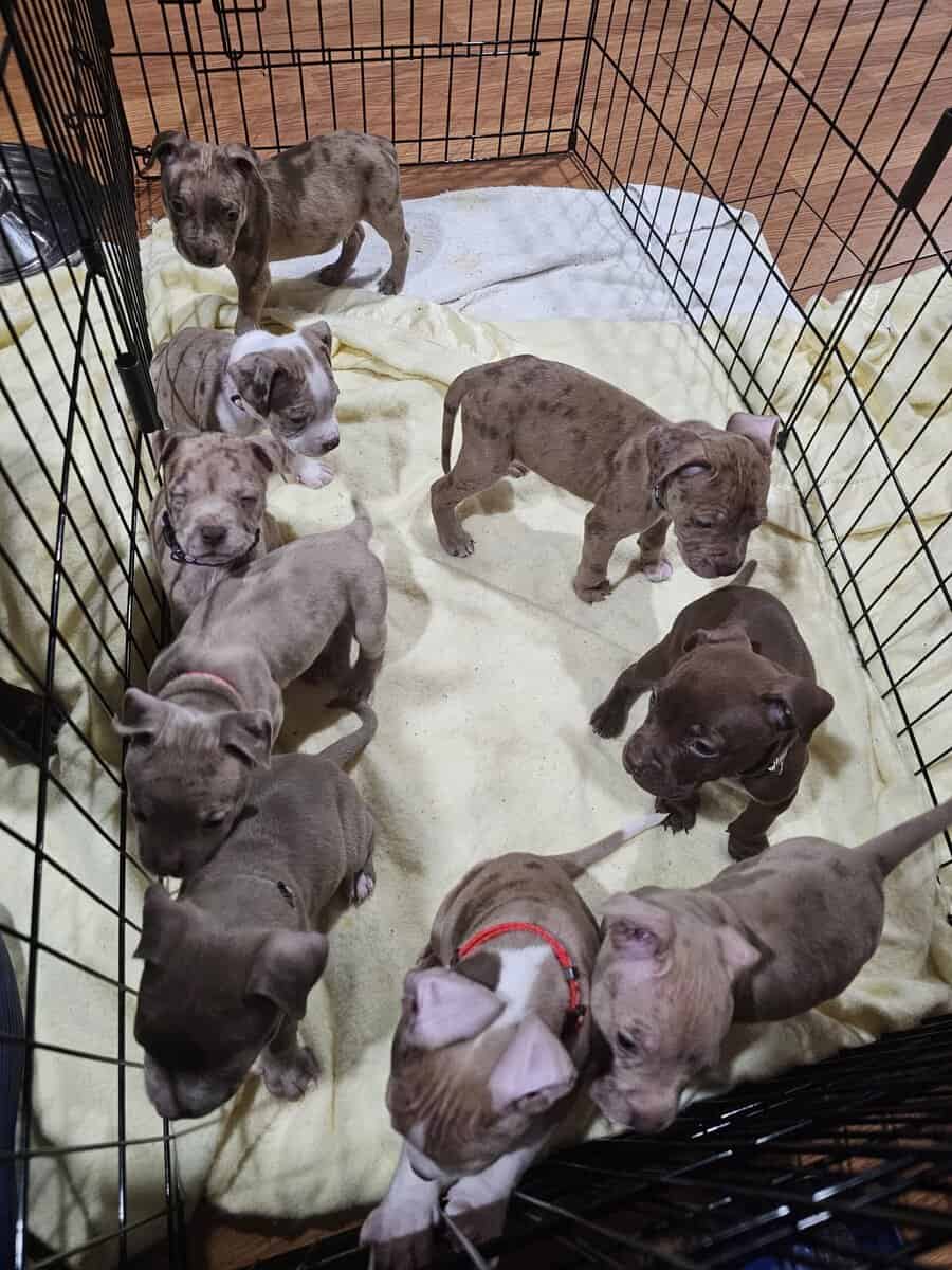 Bully puppies for sale image 13