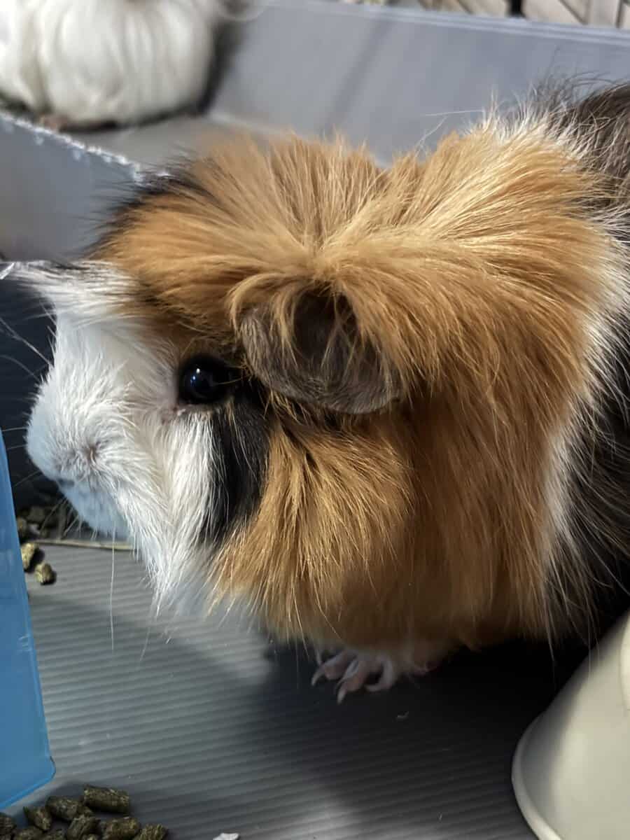 Male guinea pigs! image 1