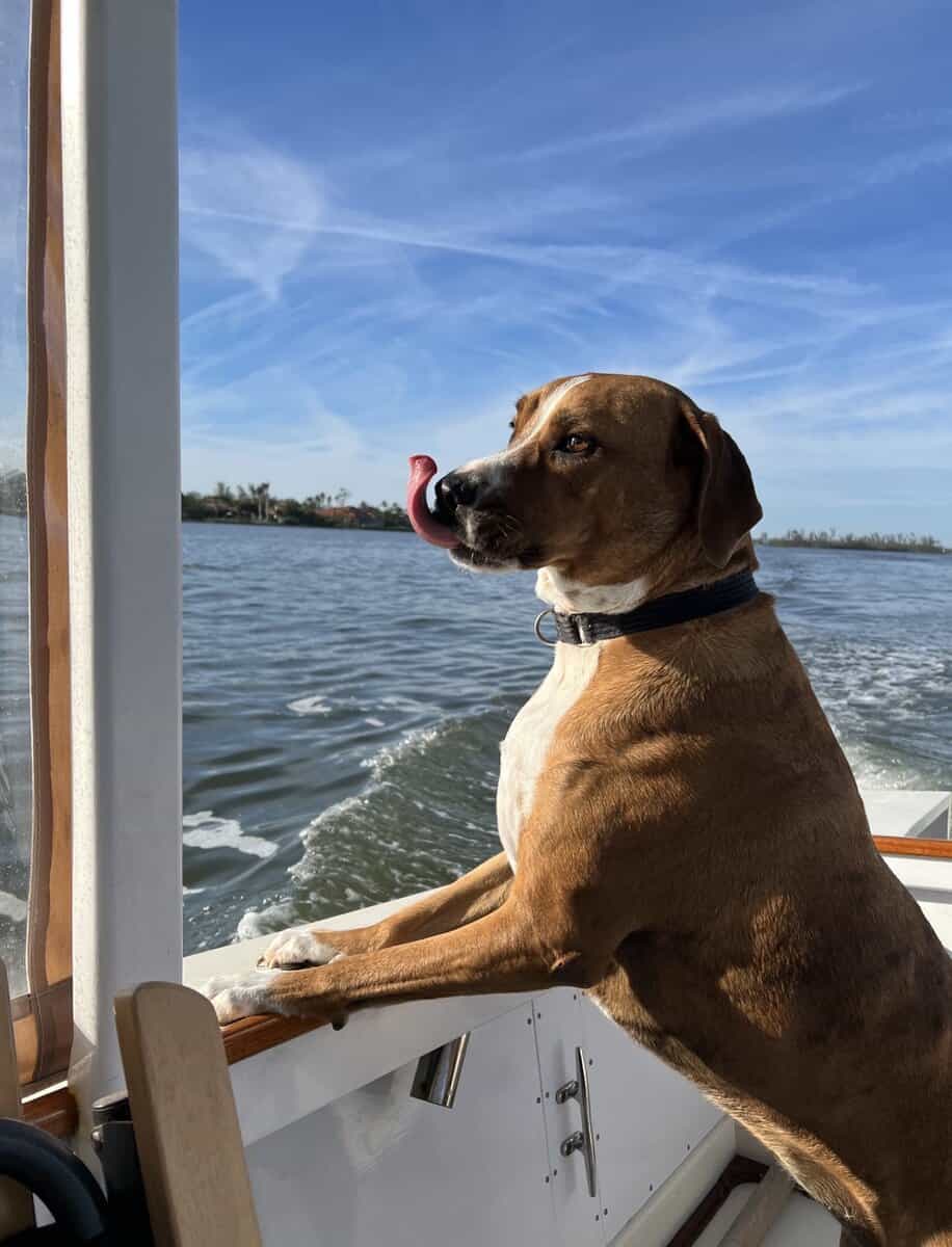 Looking for a new home for my sweet girl Nova image 2