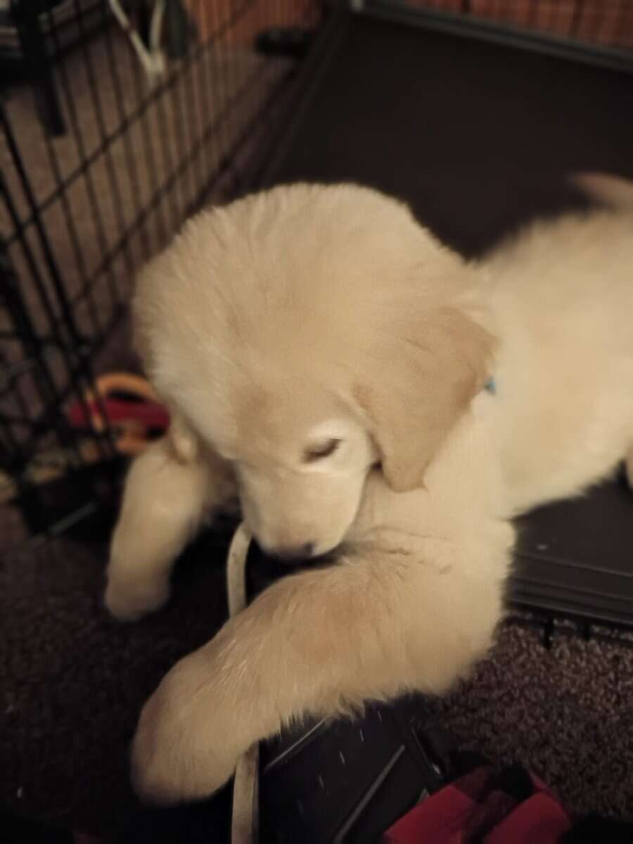 Golden Retriever for sale image 4