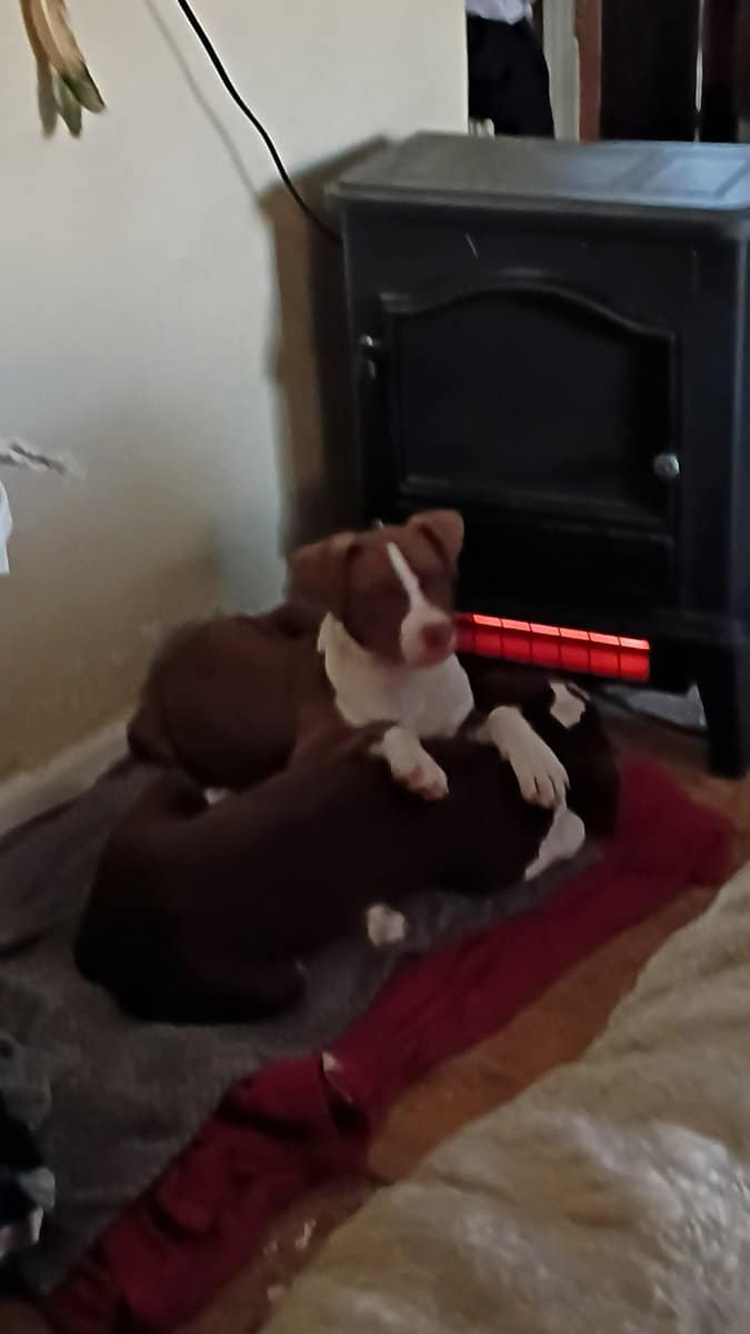 2 pups image 2