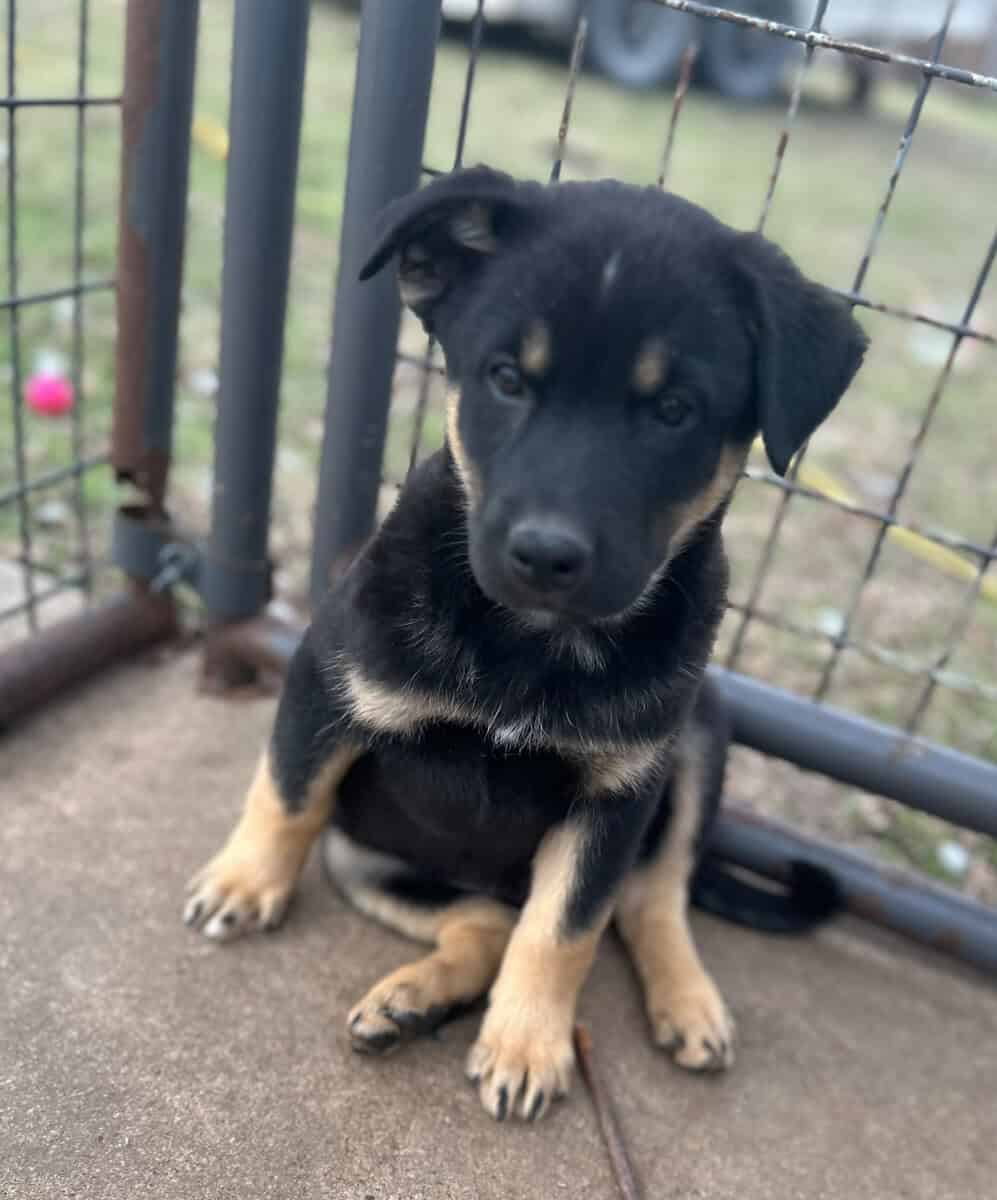 Australian Shepherd/Kelpie mix Puppies for Sale image 2