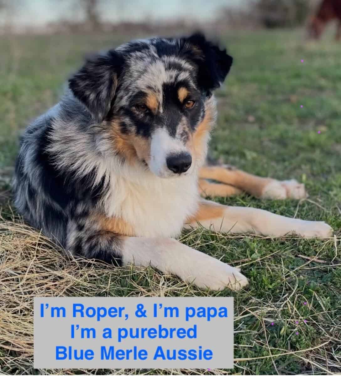 Australian Shepherd/Kelpie mix Puppies for Sale image 6