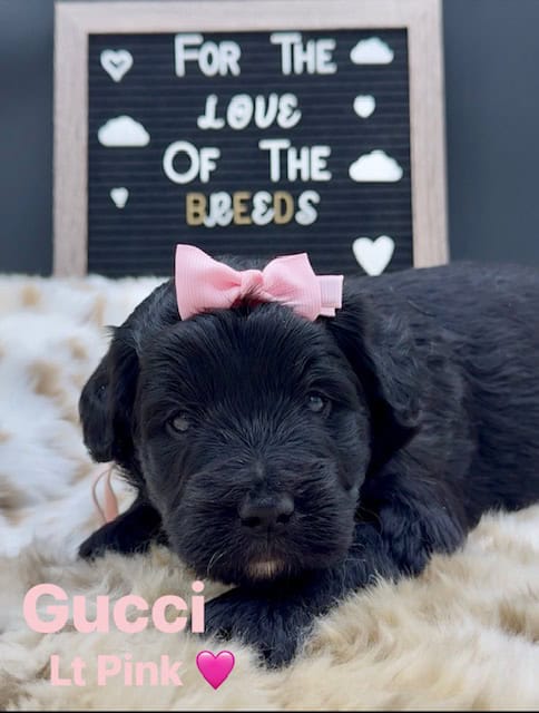 Goldendoodles image 4