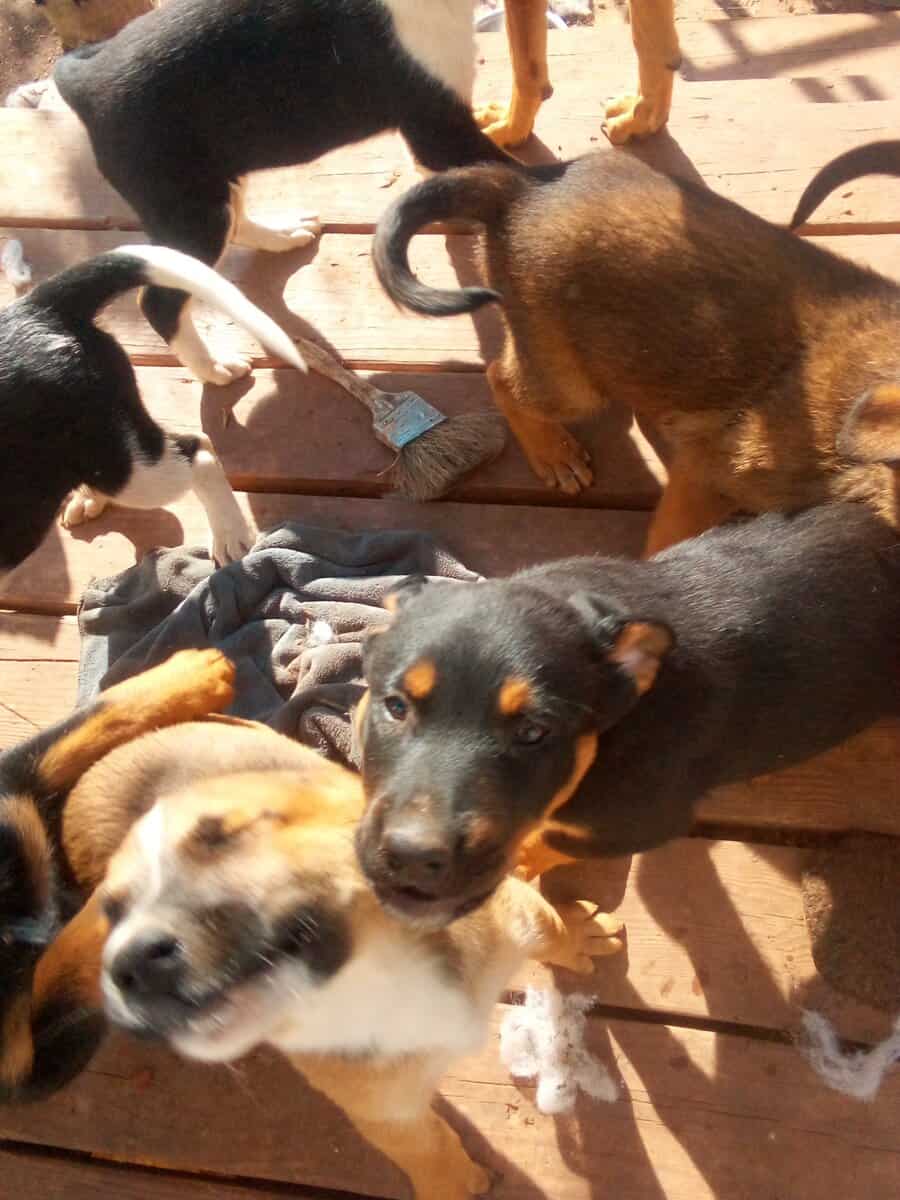 Kelee. Puppies for sale image 2