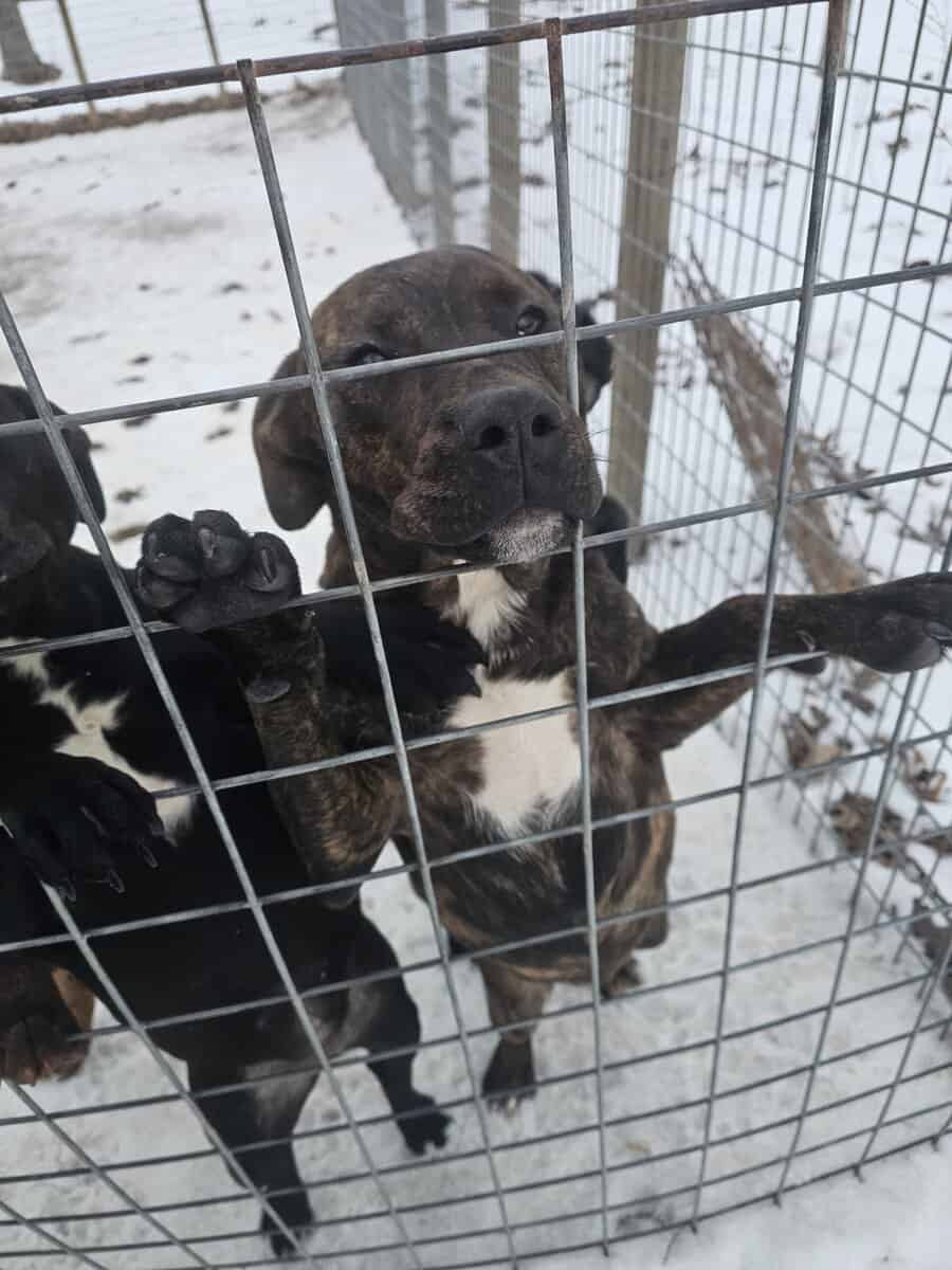 Labrador and Pit mix puppies desperate for homes image 7