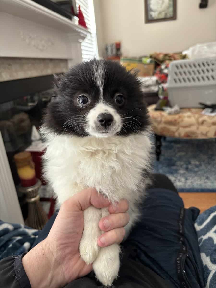 Papillon puppies ( 11 weeks ) image 3