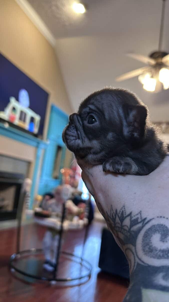 Tiny female frenchie image 5