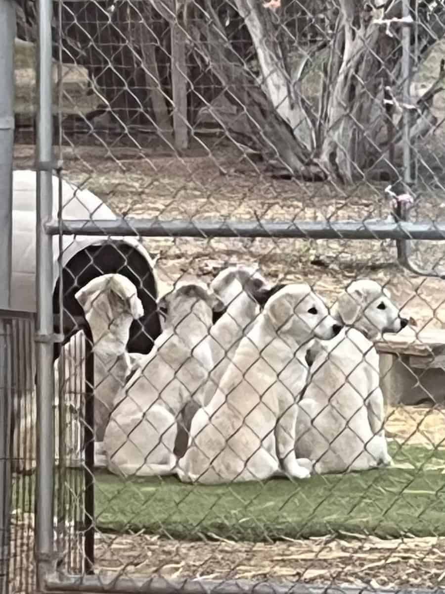 AKC Champion line working dogs image 4