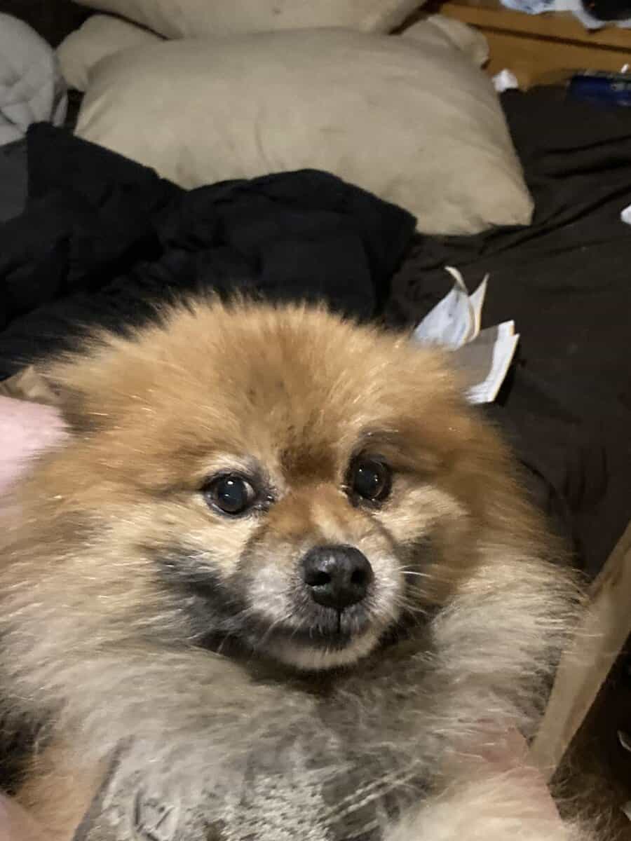 Sampson the Pomeranian needs a new home ASAP image 1