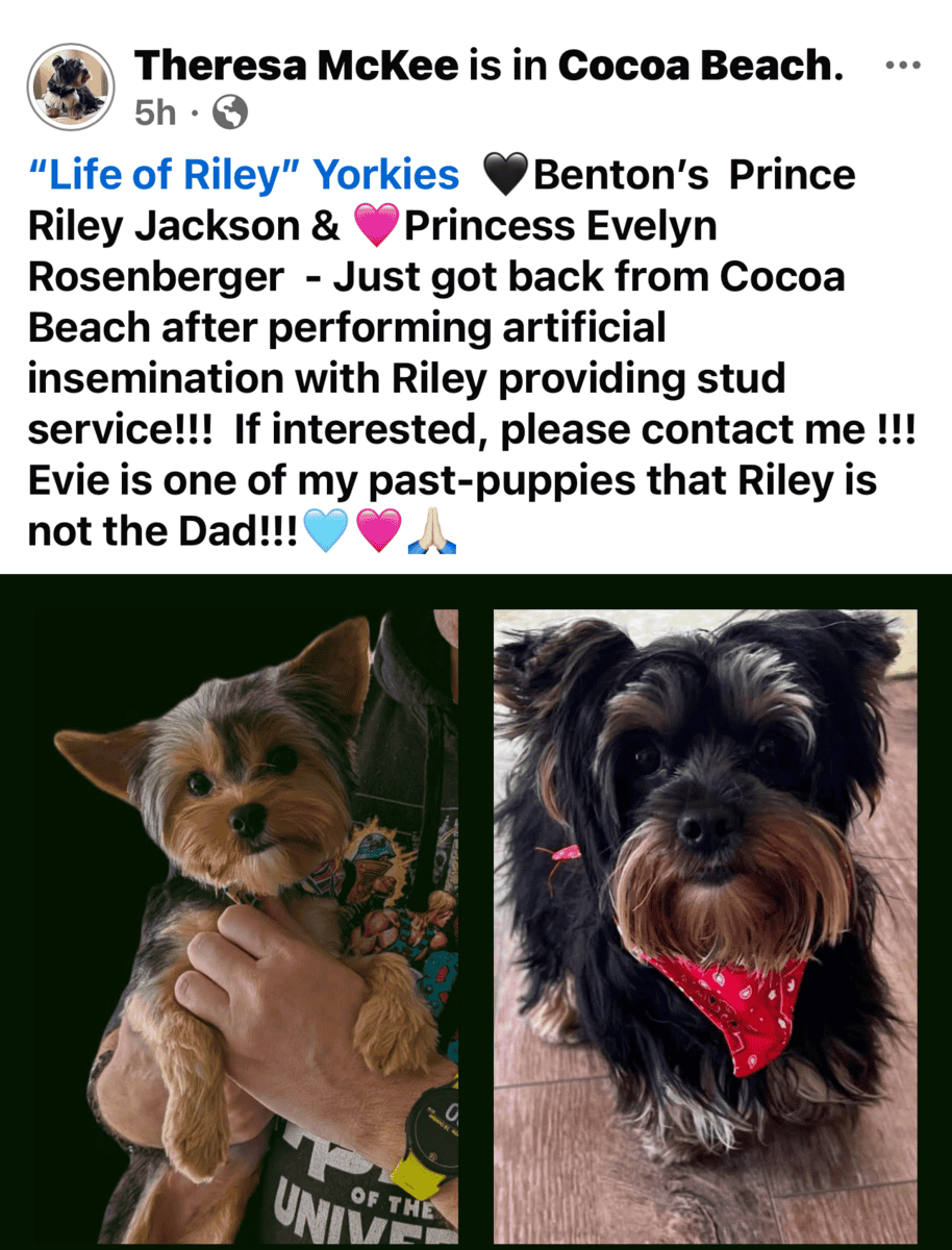 AKC Yorkies image 5