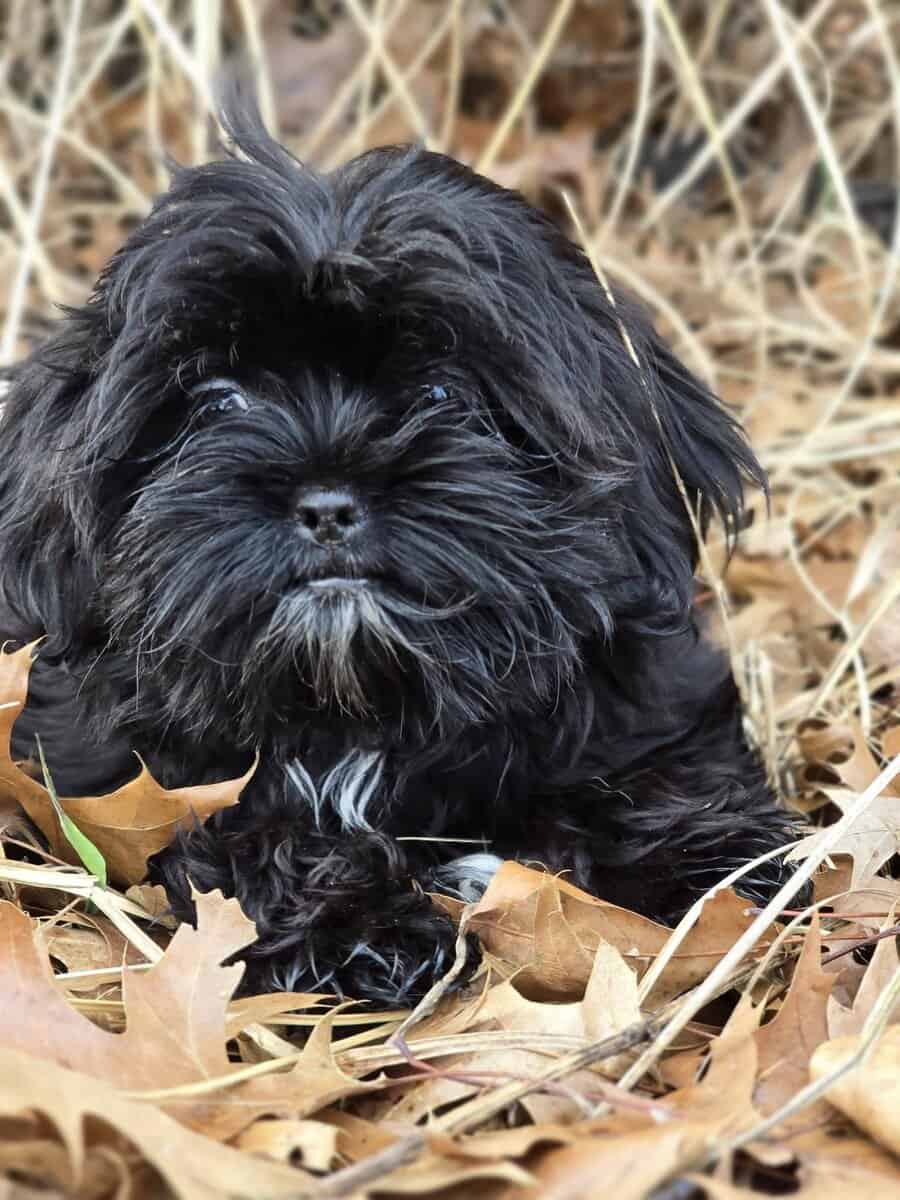 Shorkie Male puppy image 2