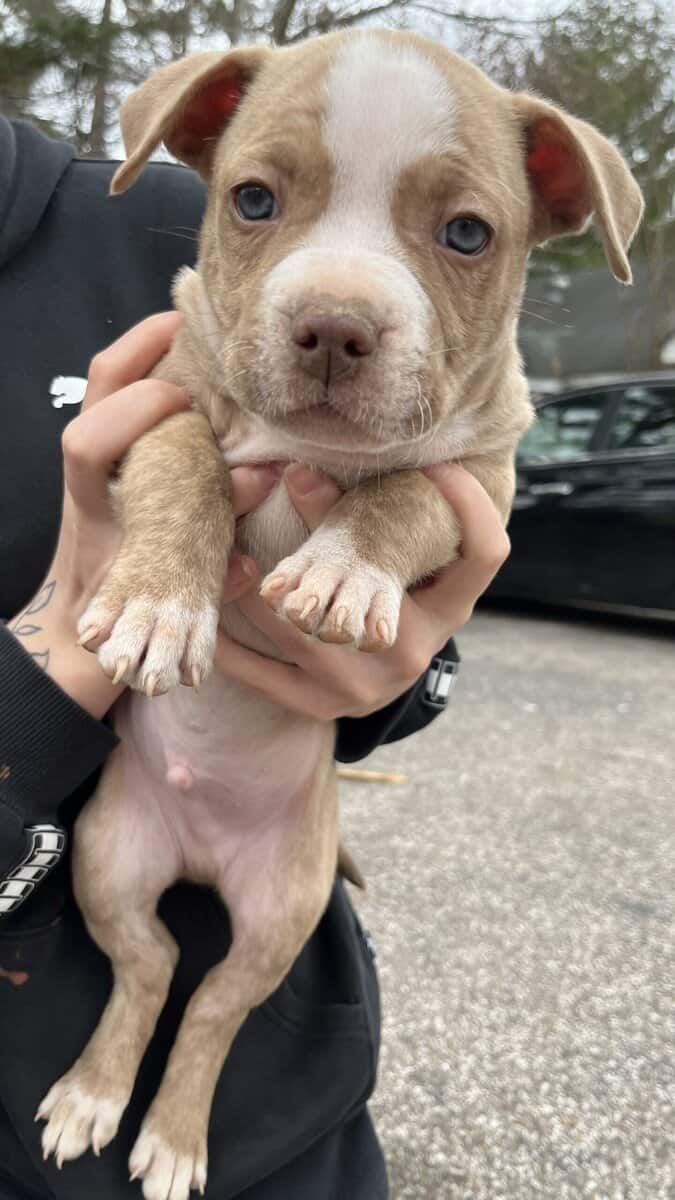 Pit bull puppies looking for forever home image 10