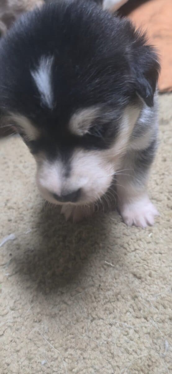 10 pyrenees x malmute hybrid puppies image 8