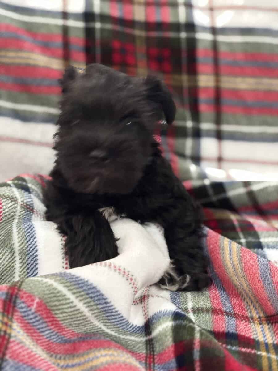 Mini Schnauzer image 7