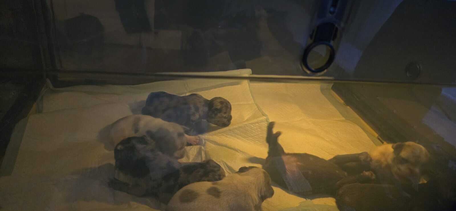 French bulldog puppies 2months old image 7