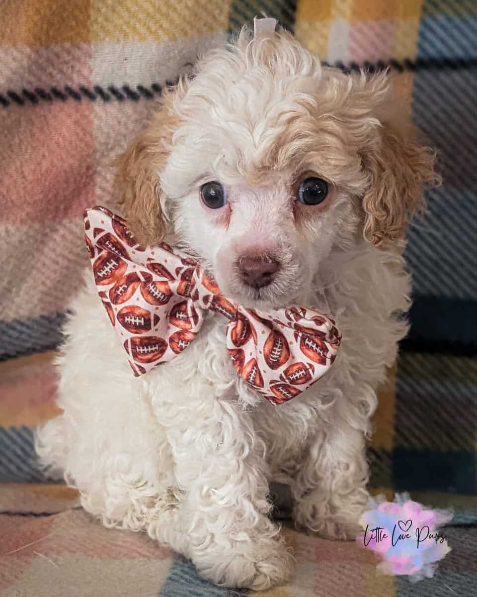 Toy Poodles image 3