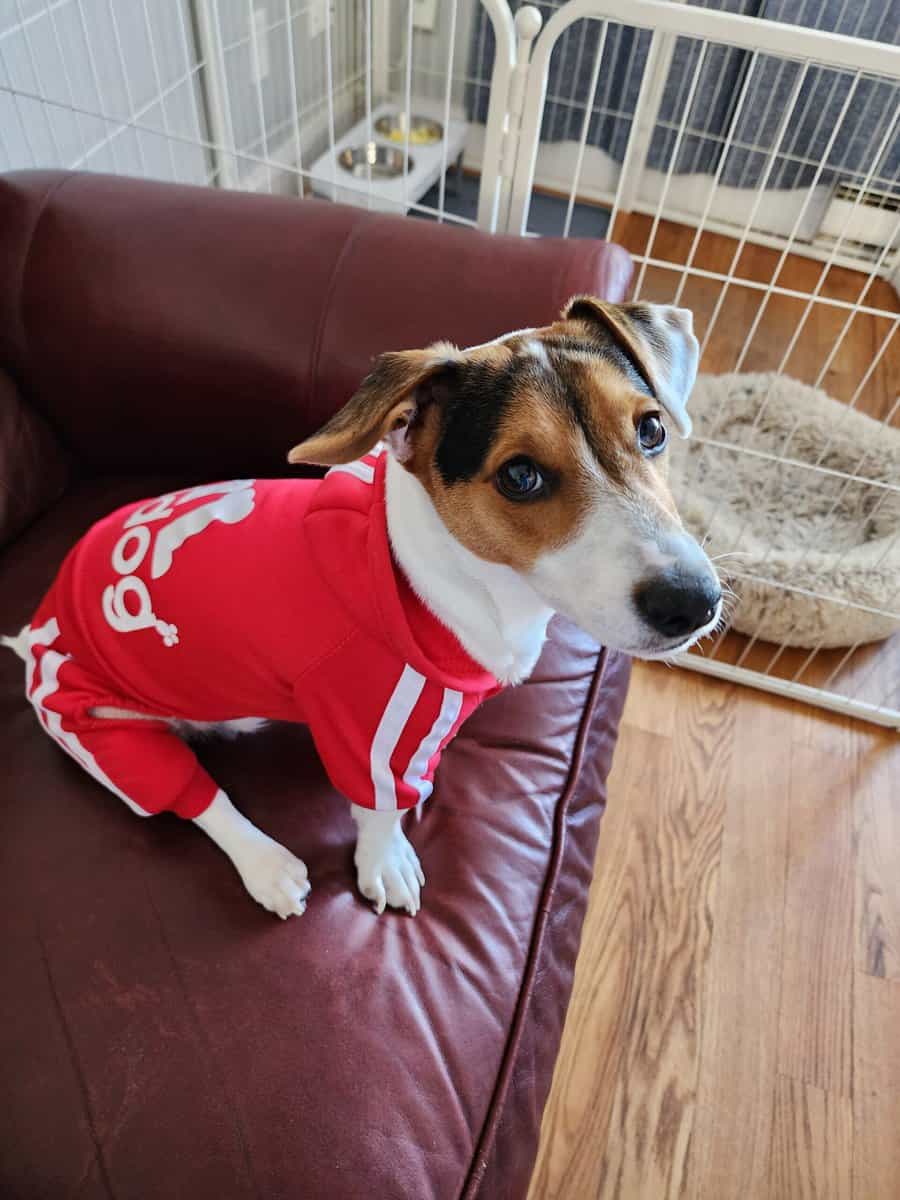 Due to the circumstances, I am looking to rehome m image 1