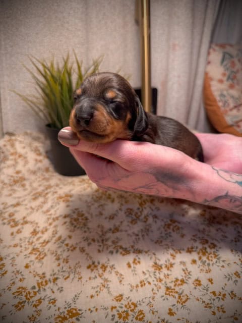 purebred dachshund pups image 18