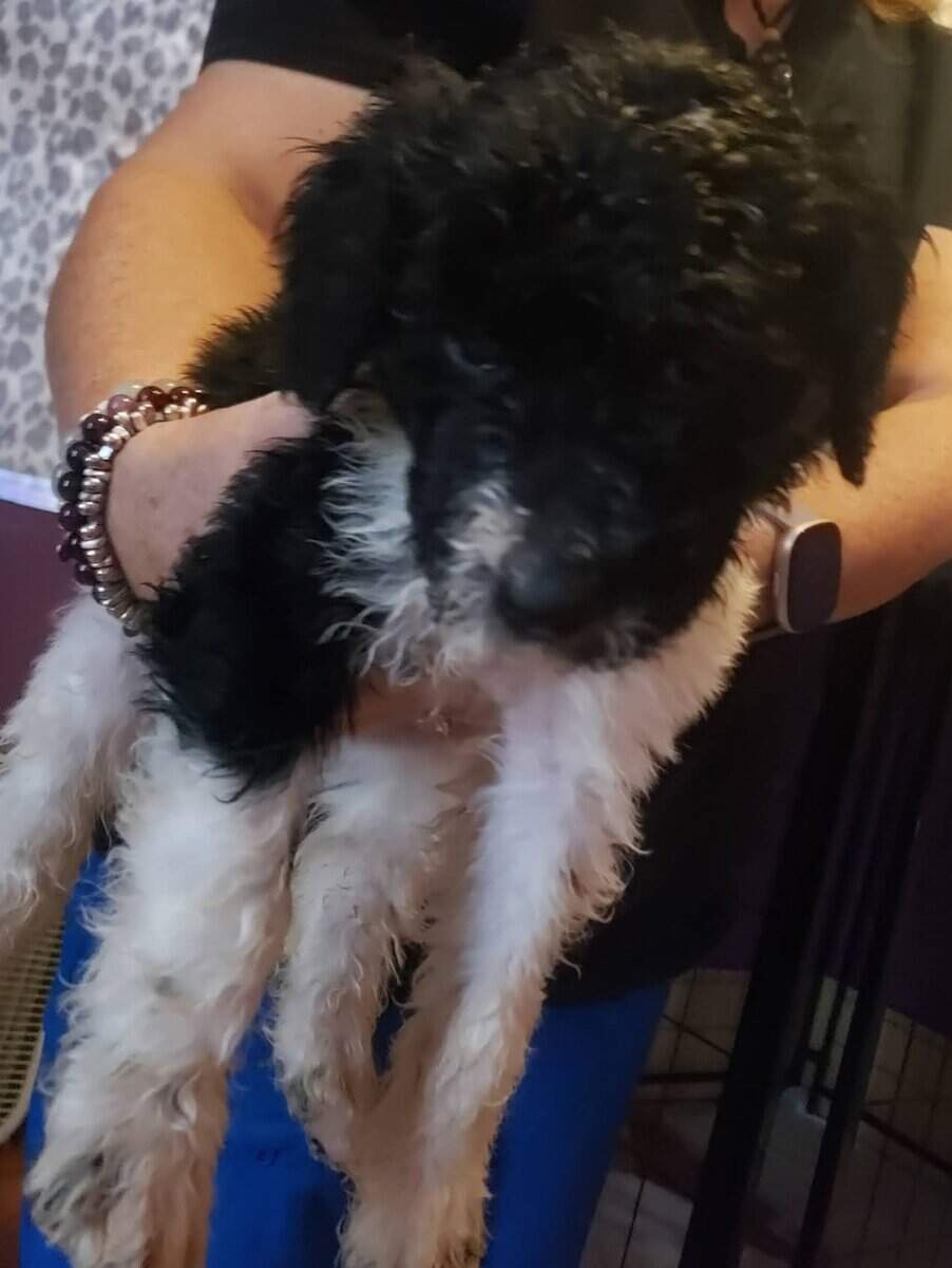 Beautiful AKC Standard Poodle Puppies image 3