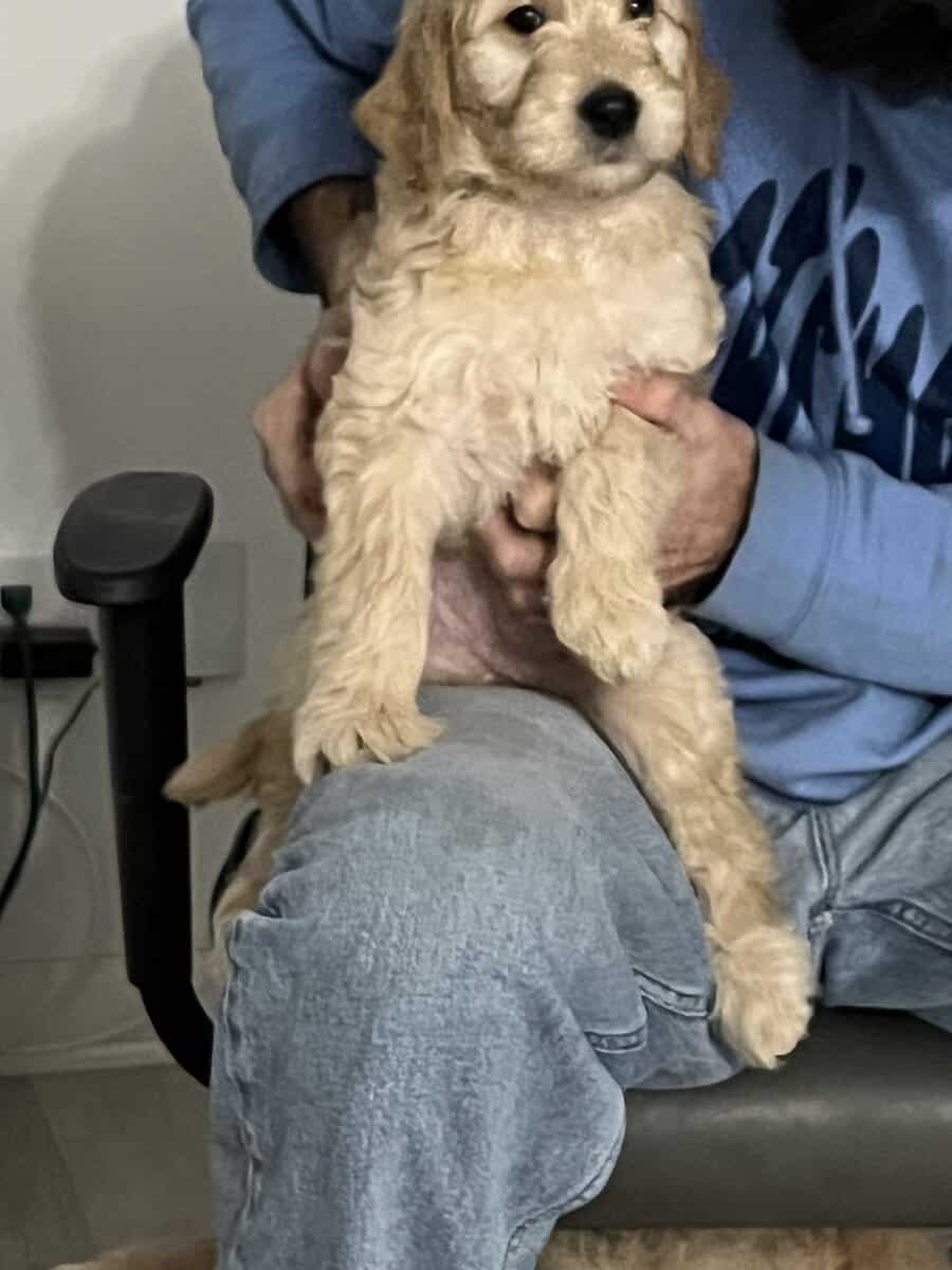 4 golden doodle puppies image 14