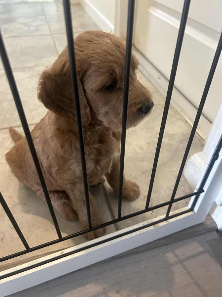 Golden doodle image 2