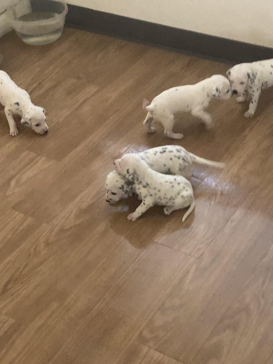 Dalmatian puppies image 3