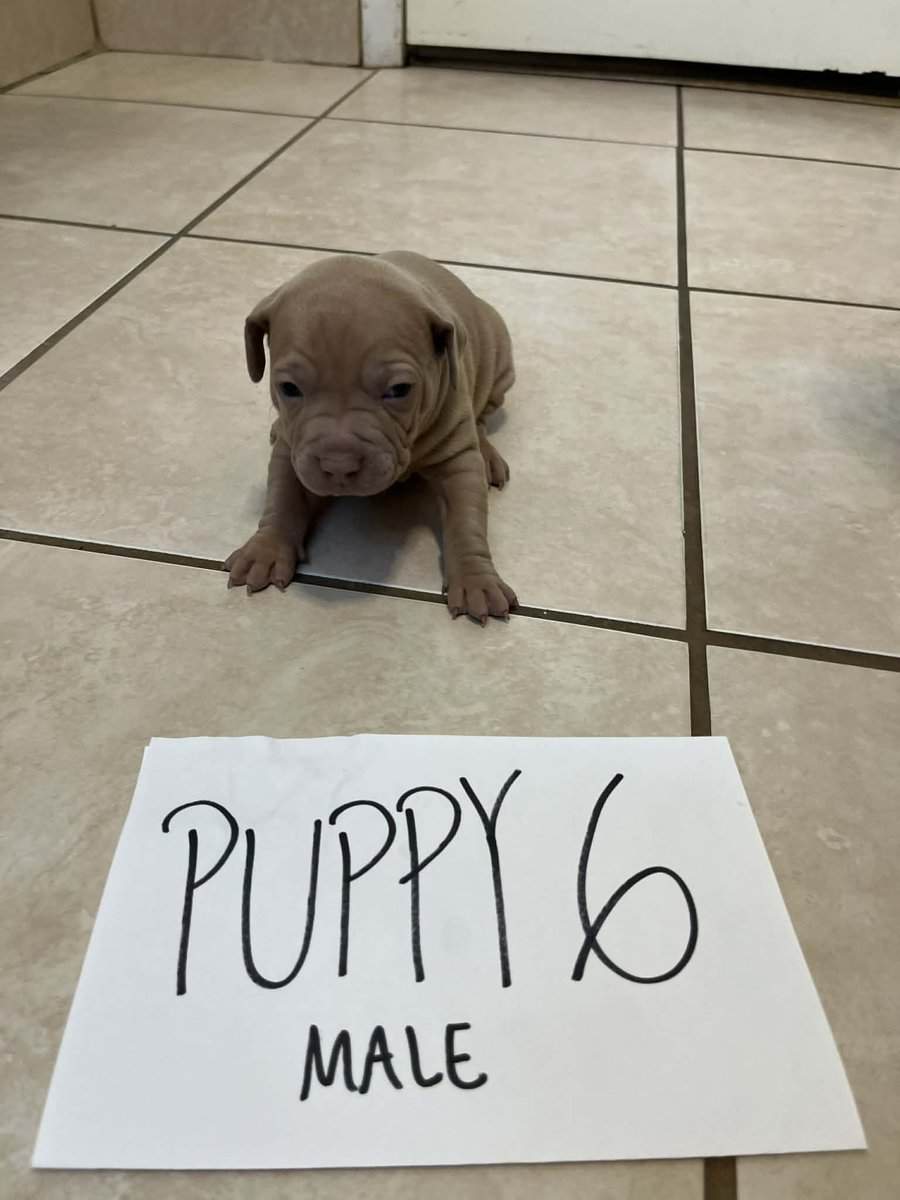 Beautiful 5 week old Red Nose American pittbulls image 6