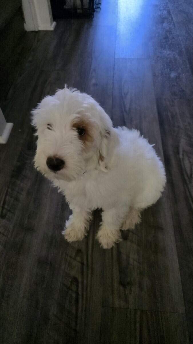 Miniature White Goldendoodle image 1