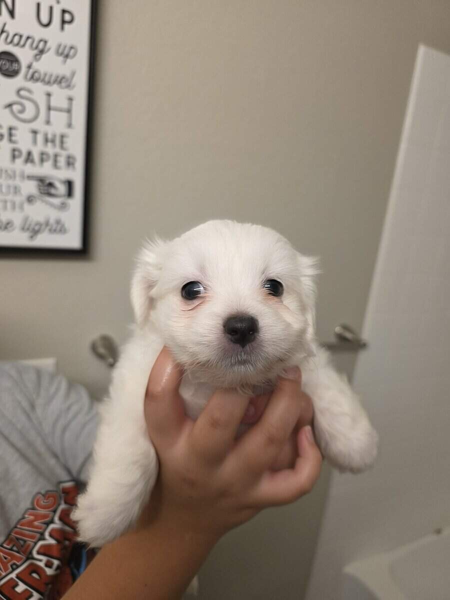 Maltipoo puppies image 3