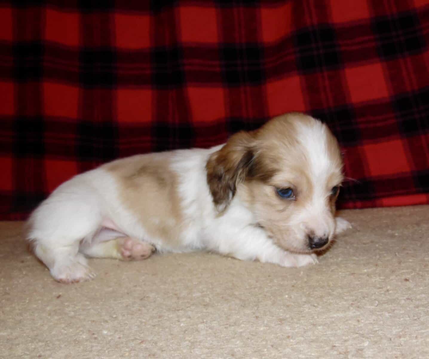 Dachshund Mini AKC English Cream Piebald Dapple image 3