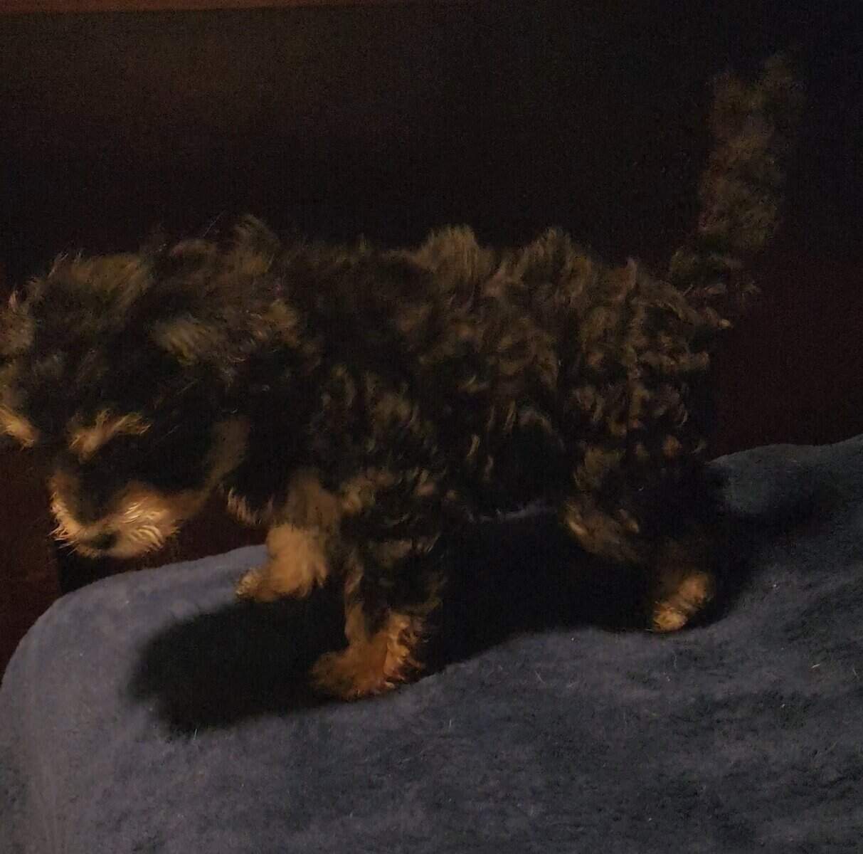 Mix Multi Poodle Puppy - $550 (Salinas) image 2