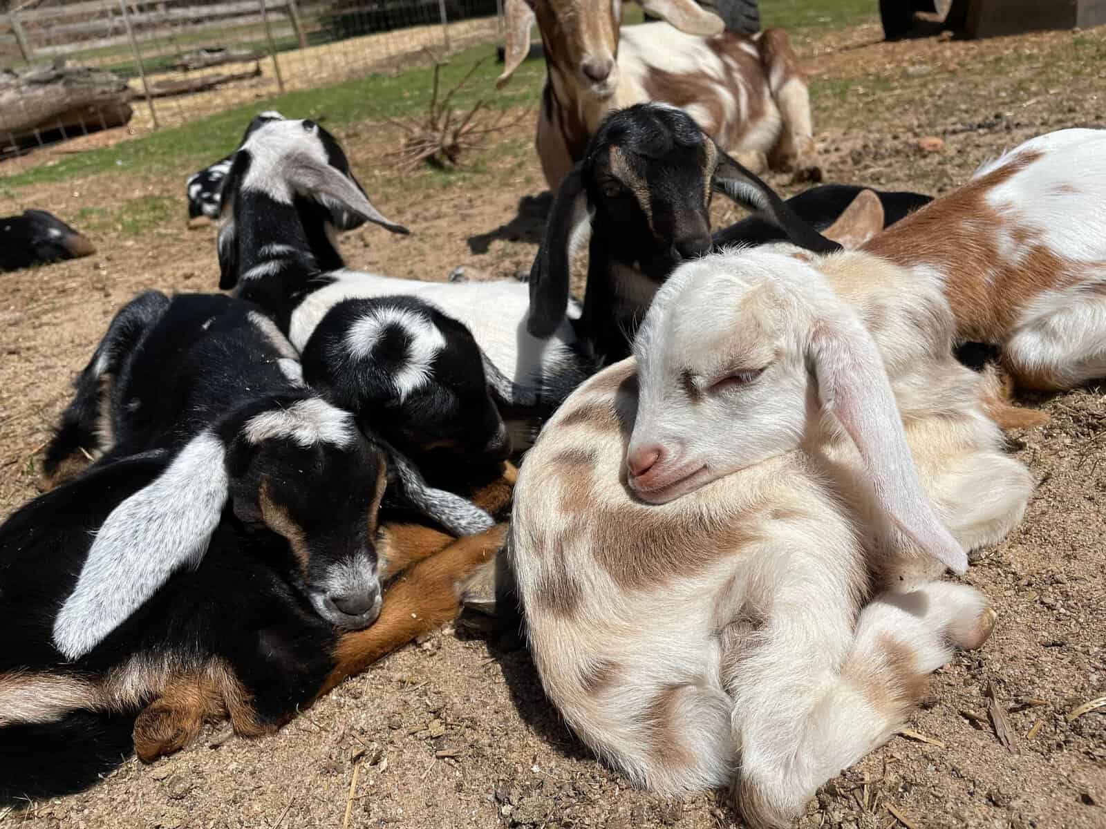 Baby Goats image 2