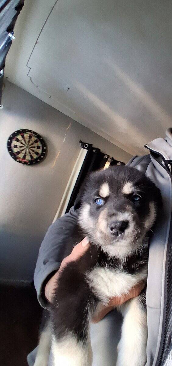 Great Pyrenees Husky mix image 3