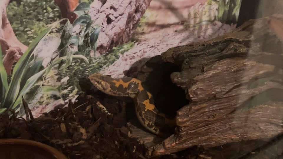 Tank and all setup and Dodoma sand boa image 4