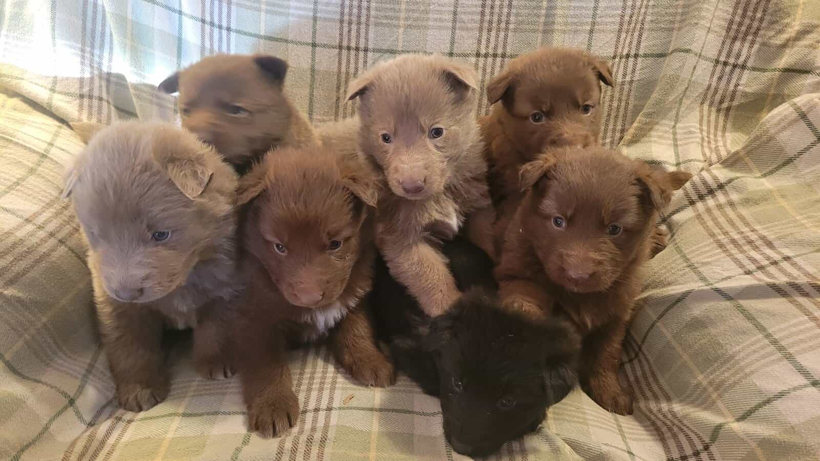 Rehoming AKC, GSD Puppies image 2
